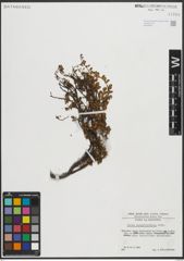 Foto von Salix serpyllifolia Scop.